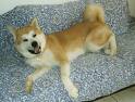 Chien de Canaan