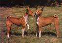 Basenji